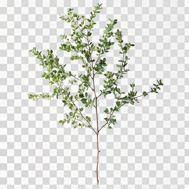 photo acacia on white background