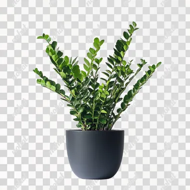 Nephrolepis exaltata plant, white background