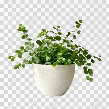 Nephrolepis exaltata plant, white background