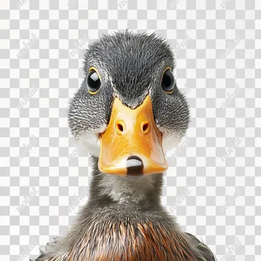 A funny looking duck head stared at the camera, isolated on a white background. Detailed photo material images.