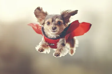 A small dog in a superhero cape, soaring through the air with paws outstretched, captured in soft studio light , UHD image