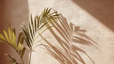 soft shadow of palm leaves projected on a sand beige wall  --raw rofile 5nnboyz