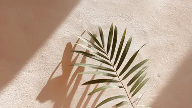 soft shadow of palm leaves projected on a sand beige wall  --raw rofile 5nnboyz