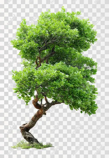 turnaround tree on white background  --raw