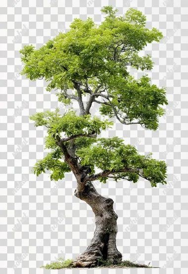 turnaround tree on white background  --raw