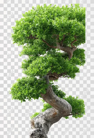 turnaround tree on white background  --raw