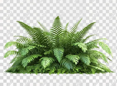 Fern plant bush isolated on a white background, PNG file with transparent space for text and cutout elements, 3D rendering illustration of ferns, 2D, flat, 4056x8K