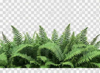 Fern plant bush isolated on a white background, PNG file with transparent space for text and cutout elements, 3D rendering illustration of ferns, 2D, flat, 4056x8K