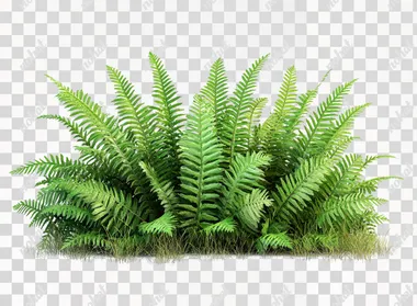 Fern plant bush isolated on a white background, PNG file with transparent space for text and cutout elements, 3D rendering illustration of ferns, 2D, flat, 4056x8K