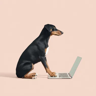 a dog typing using a laptop keyboard   2nosk3t