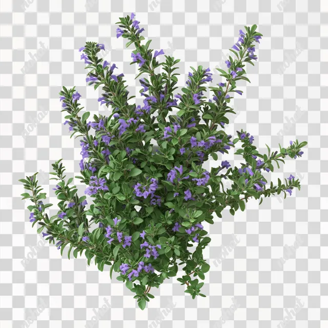 Realistic Thymus Vulgaris: A Detailed Botanical Study