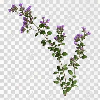 create a realistic thymus vulgaris on a white background