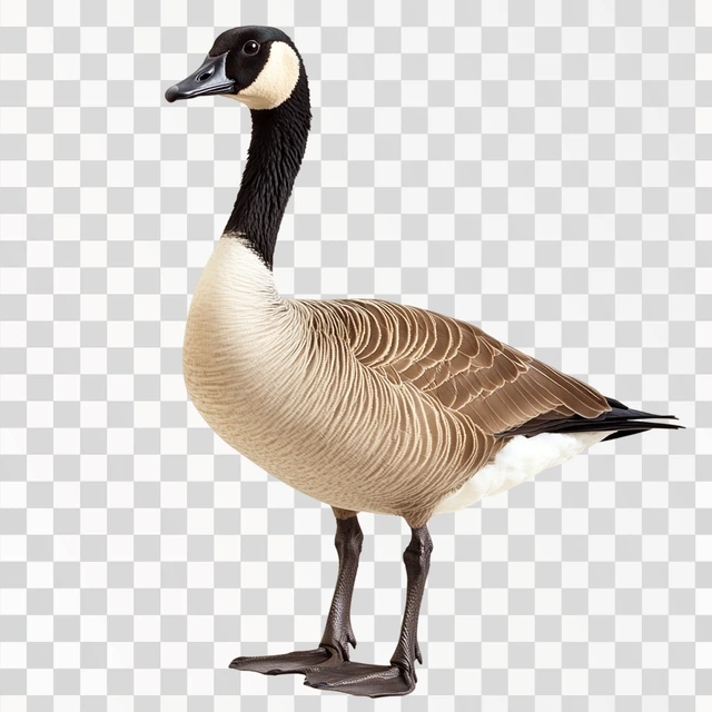 Cute Canadian Goose, isolated on white background, png image