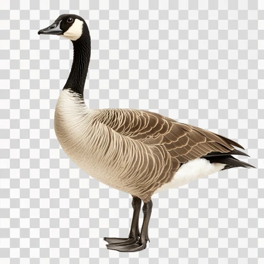 Cute Canadian Goose, isolated on white background, png image