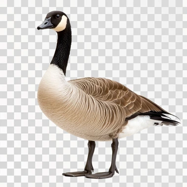 Cute Canadian Goose, isolated on white background, png image