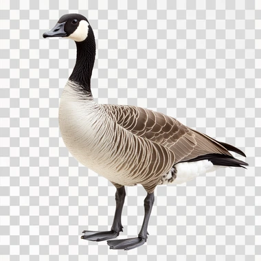Cute Canadian Goose, isolated on white background, png image