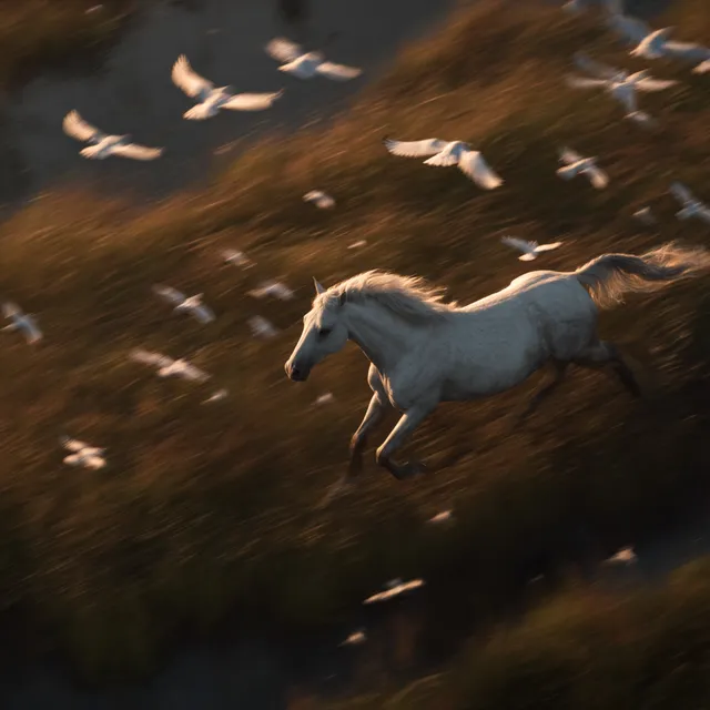 Majestic White Horse Galloping at Dawn