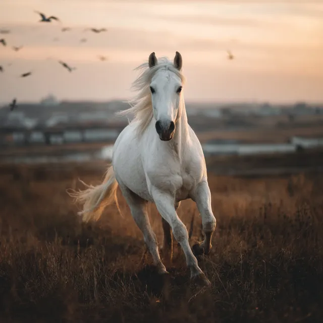 Majestic White Horse Running in Dawn Light
