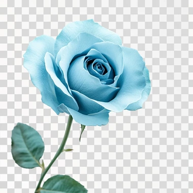 vertical teal blue rose with blank white background
