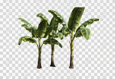 Need a single Banana Plant, nice built, Planted on the Ground, Sky is Bright, Ground is a bit muddy, Good amount of Leaves, Making sure step is shown properly and May have some banana flowers on this branches. Make sure the Plant is at a Research center, with its background as pure white, there are not bright lights, plant is very clearly visible from all angles, no corners are super satured.