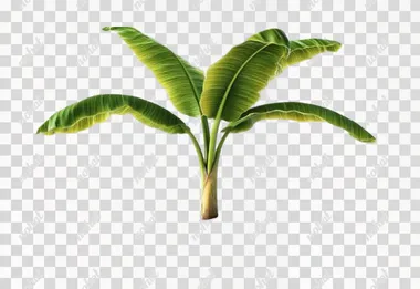 Need a single Banana Plant, nice built, Planted on the Ground, Sky is Bright, Ground is a bit muddy, Good amount of Leaves, Making sure step is shown properly and May have some banana flowers on this branches. Make sure the Plant is at a Research center, with its background as pure white, there are not bright lights, plant is very clearly visible from all angles, no corners are super satured.