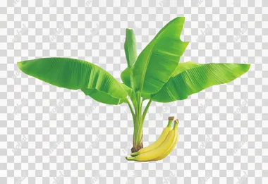 Need a single Banana Plant, nice built, Planted on the Ground, Sky is Bright, Ground is a bit muddy, Good amount of Leaves, Making sure step is shown properly and May have some banana flowers on this branches. Make sure the Plant is at a Research center, with its background as pure white, there are not bright lights, plant is very clearly visible from all angles, no corners are super satured.