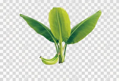 Need a single Banana Plant, nice built, Planted on the Ground, Sky is Bright, Ground is a bit muddy, Good amount of Leaves, Making sure step is shown properly and May have some banana flowers on this branches. Make sure the Plant is at a Research center, with its background as pure white, there are not bright lights, plant is very clearly visible from all angles, no corners are super satured.