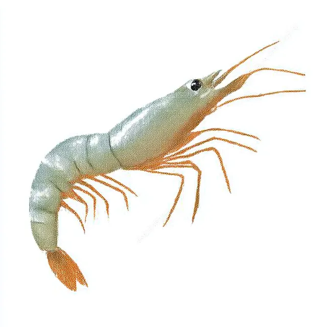 Hand-Drawn Shrimp Illustration in Colored Pencil
