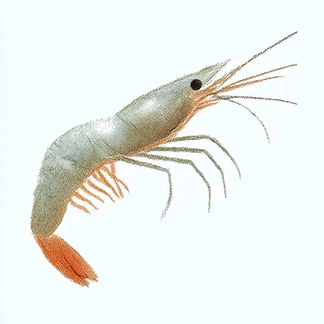 Hand-Drawn Shrimp Illustration