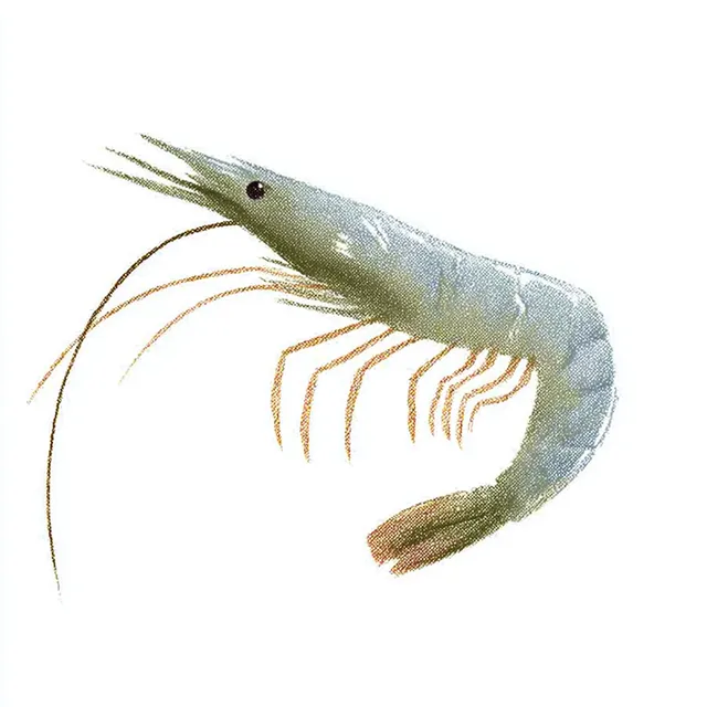 Hand-Drawn Shrimp Illustration