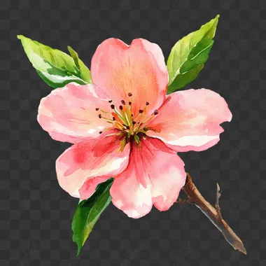 peach tree flower. watercolor painting, no background