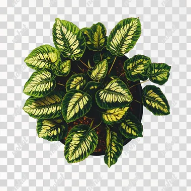 Cross section of a potted plant with lush, vibrant leaves, white background