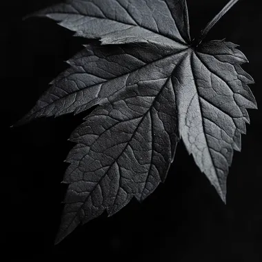 photography, high contrast, high detailed detail