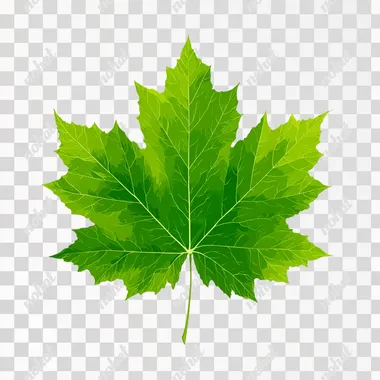 a single maple leaf, completely flat and fully spread, no shadows, no highlights, no texture, uniform lighting, even flat color, 2D vector-style illustration, centered on a pure white background, only one leaf  blur, overlapping, background elements  --raw rofile 48emuke
