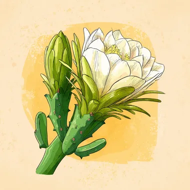 A hand-drawn cartoon-style illustration of a Sri Lankan cactus flower (Kadupul flower), with large funnel-shaped white soft petals, a green flower receptacle with angular shapes and scales. The green stems of the cactus are branching out, and the leaves have degenerated into needle-like shapes. The overall picture has a simple and vivid cartoon art style, bright colors, giving people a fresh and lovely feeling. Minimalist hand-drawn cartoon style