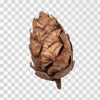 Brown pine cone on white background with clipping pass