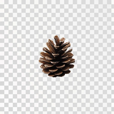 Brown pine cone on white background with clipping pass