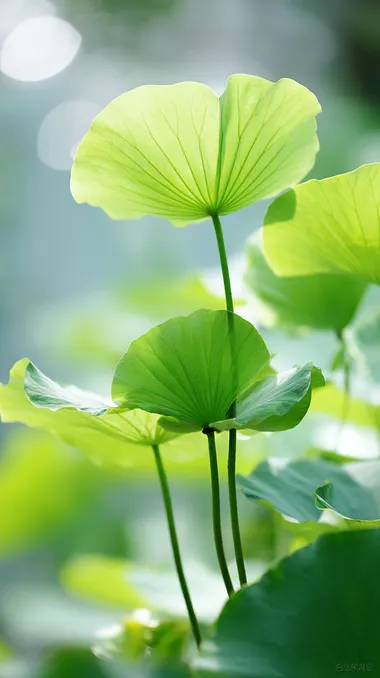Early summer scenery, a few green lotus leaves in the sun, the picture has a sense of hierarchy, artistic beauty, minimalist style, high-definition photography photos.   hs3xyjq