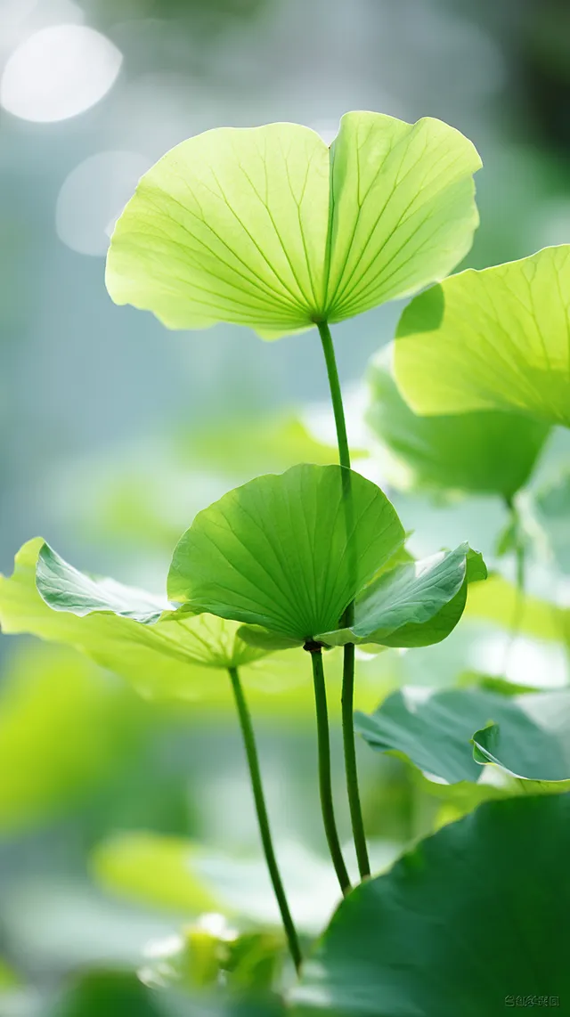 Elegant Green Lotus Leaves in Early Summer