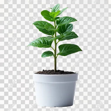 small plant in white pot. Located separate from white background in white background --s 750