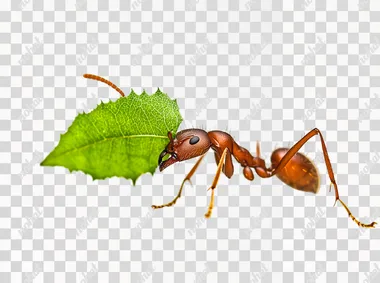leafcutter ant, THE ANT IS CARRYING A GREEN LEAF IN ITS MOUTH, high definition, white background