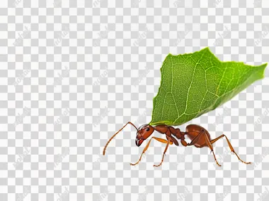 leafcutter ant, THE ANT IS CARRYING A GREEN LEAF IN ITS MOUTH, high definition, white background