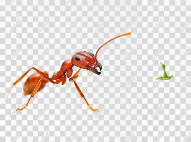 leafcutter ant, THE ANT IS CARRYING A GREEN LEAF IN ITS MOUTH, high definition, white background
