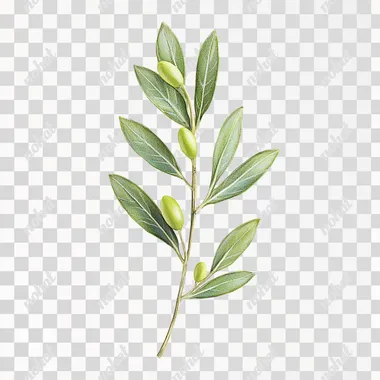 realistic photo , Long and pointed olives ,dry and rough surface, bright green ,top light source, front view , white background