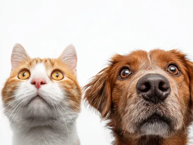 A cat and dog look up at a white background, their eyes are as watery as cartoon eyes, giving people a sense of funnyness, high resolution photography,white background.
