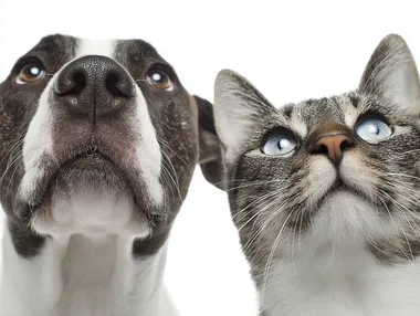 A cat and dog look up at a white background, their eyes are as watery as cartoon eyes, giving people a sense of funnyness, high resolution photography,white background.
