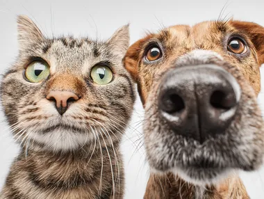 A cat and dog look up at a white background, their eyes are as watery as cartoon eyes, giving people a sense of funnyness, high resolution photography,white background.