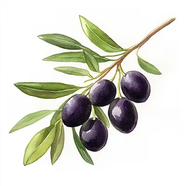 watercolor, medieval black olives, children's book illustration, white background