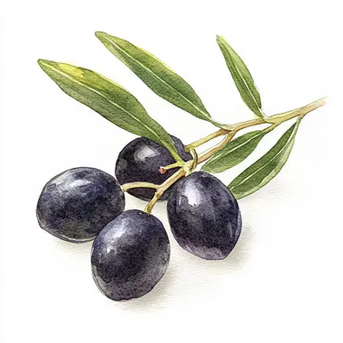 watercolor, medieval black olives, children's book illustration, white background