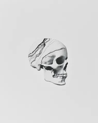 marble textured skull, graphite drawing    vst9m8g